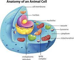 <p>Plasma membrane-bound organelles inside the cell</p>