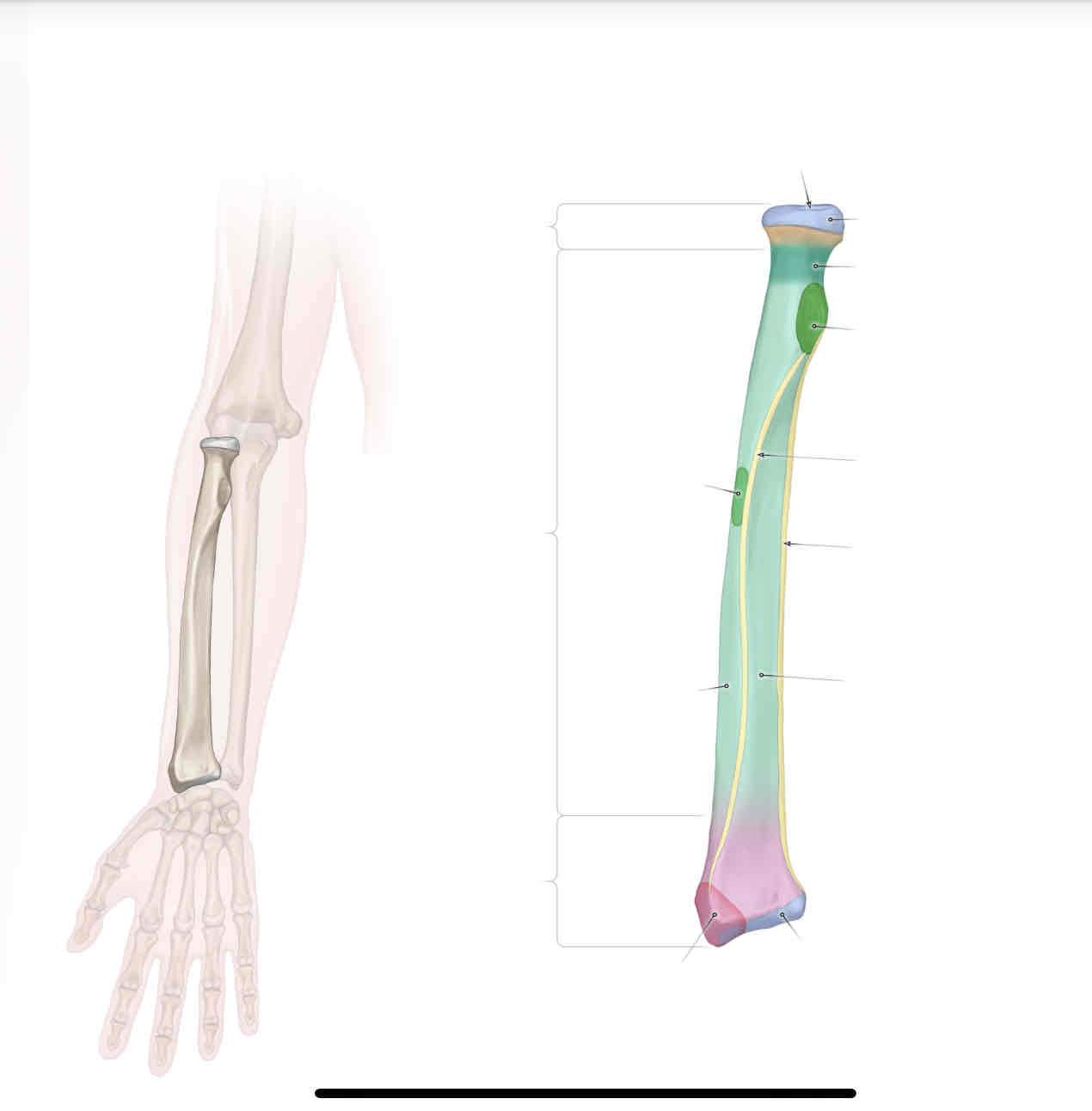 <p>obwód stawowy</p>