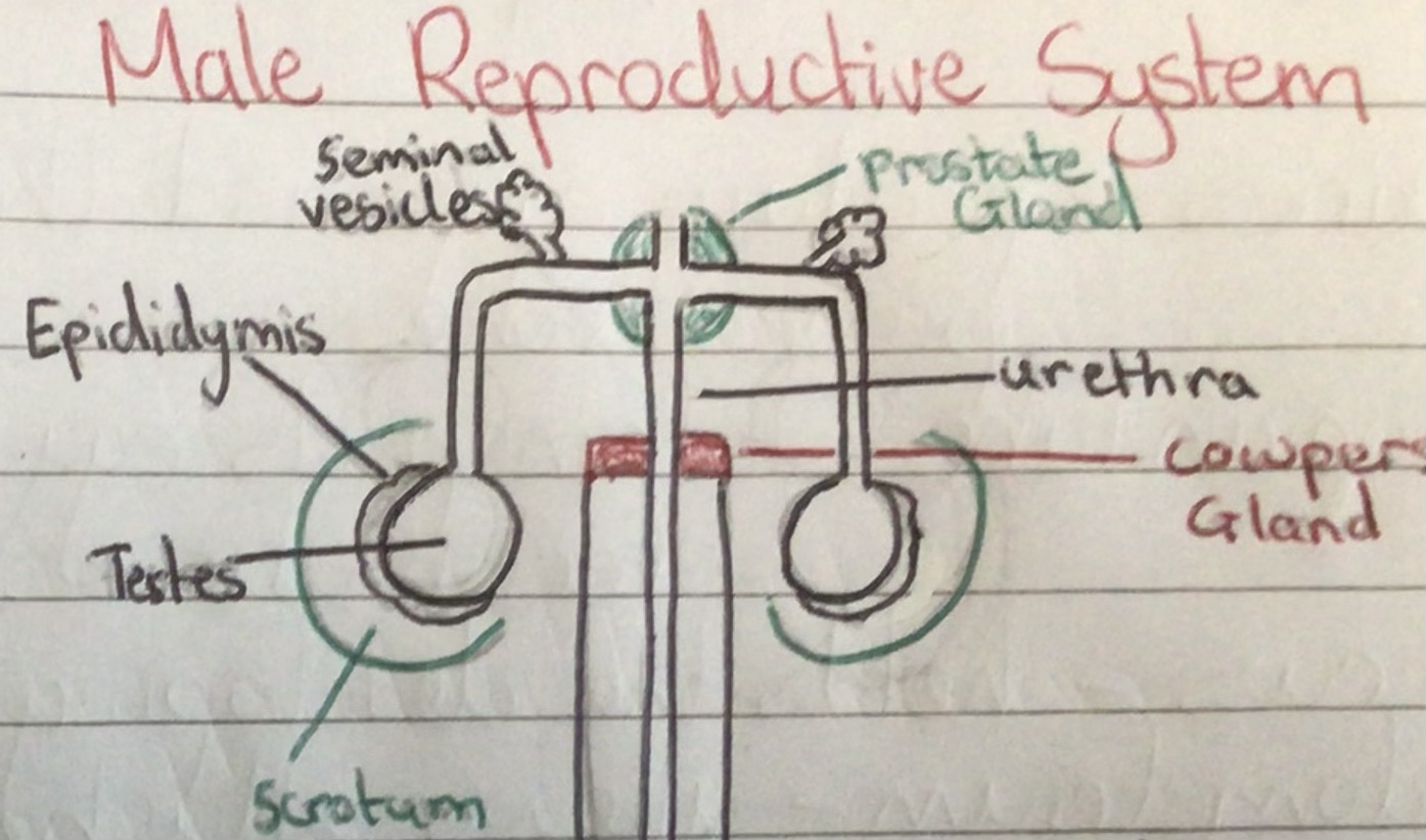 <p>Diagram </p>