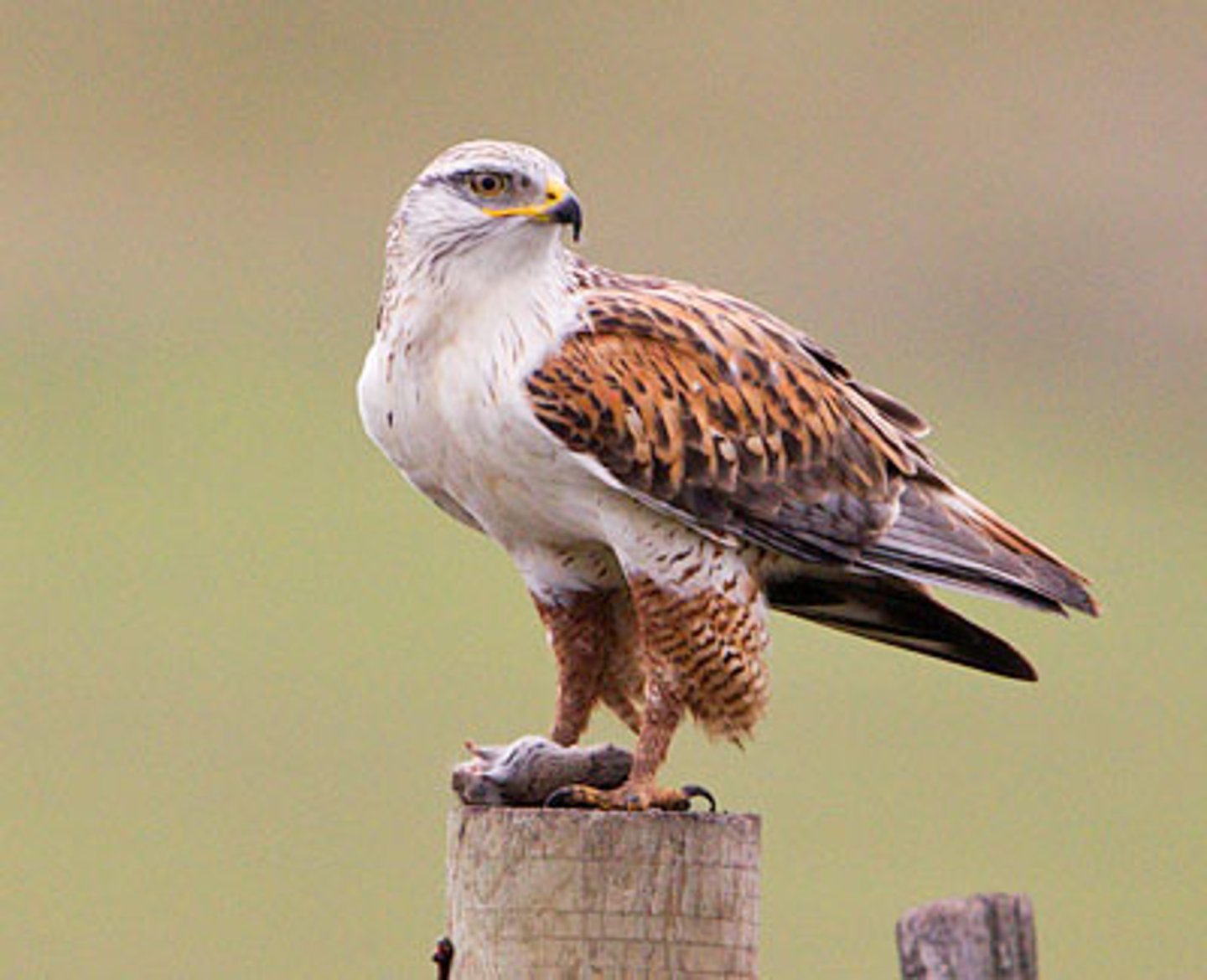 <p>Grasslands, shrub-steppes, and deserts; Formerly constructed nests of bison bones and wool; In winter, aggregate near prairie dogs and ground squirrels</p>
