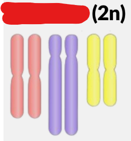 <p>Consisting of one or multiple pairs of chromosomes (not necessarily homologous). A ______ cell has 2n amount of chromosomes where n is any positive integer.</p>