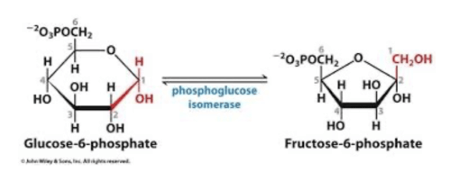 <p>phosphoglucose isomerase</p><p>-glucose 6 phosphate to fructose 6 phosphate</p>