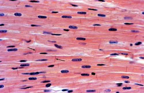 <p>Name the tissue</p>