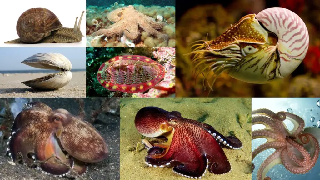 <p>Phylum Mollusca</p>