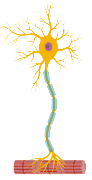<p>Connect the CNS to effectors (muscles and glands). Have short dendrites and long axons</p>