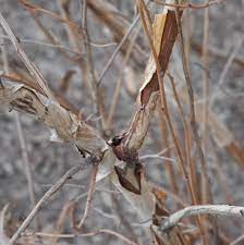 <p>Hawthorn like leaf but alternate</p><p>distinctive fruit that changes color in the fall</p><p>have reddish stems but larger bark peels as they grow</p><p>hearty to zone 2 and can grow up to 15 inches a year</p>