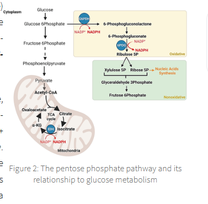 <p>NADPH is generated in the oxidative (irriversible) phase of the PPP</p>