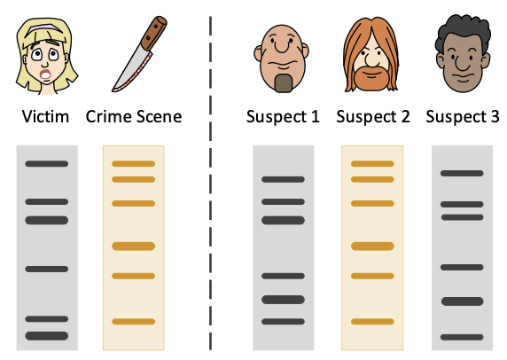 * DNA sample collected.
* STR loci selected.
* **PCR amplification.**
* **Gel electrophoresis.**

\
Suspect and sample should be a complete match