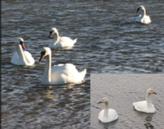 <p>Habitat: I anslutning till vatten. </p><p>Övrigt: Äter främst vattenväxter. Liknar sångsvanen men den saknar knölen sam har mer kilformad och gul näbb. </p><p>Knölsvanen är en av världens tyngsta flygande fåglar. Hanar väger 9-14 kg, honor något mindre. Den blir 140-160 cm och kan ha ett vingspann på 200-240 cm. Stannfågel. </p>