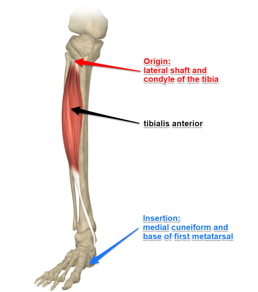 <p>origin: lateral condyle of <strong>tibia</strong></p><p>insertion: metatarsal I</p><p>action: Prime mover of dorsiflexion, inverts foot, supports longitudinal arch of foot</p>