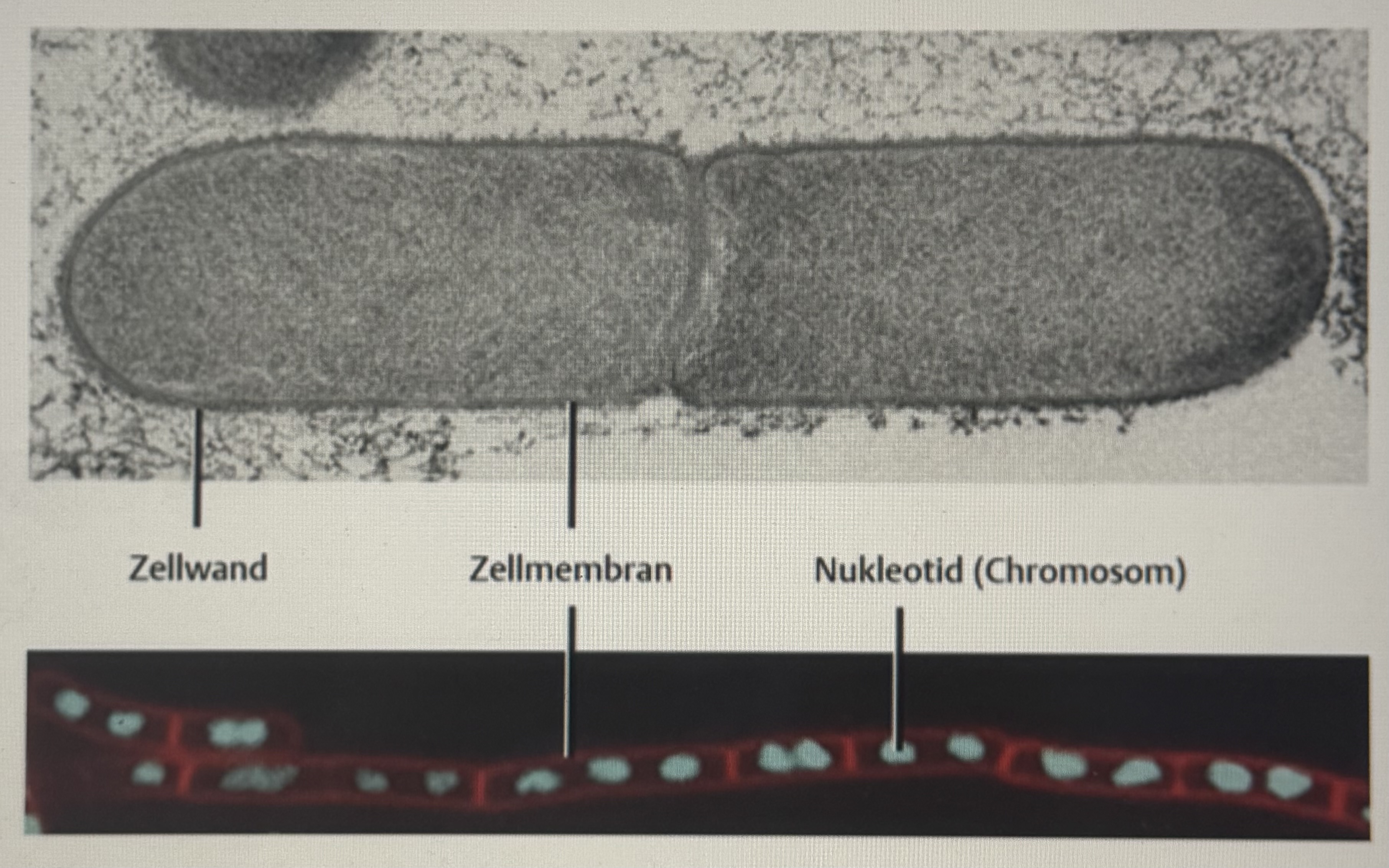 <p>Bacillus (z.B. B. subtilis) Steckbrief</p>