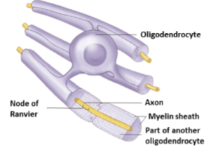 <p>Have broad cytoplasmic extensions that wrap many times around axons<br>Extensions form insulating materials called myelin sheath</p>