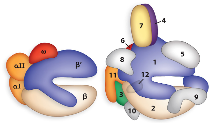 <p>Which enzyme is bacterial RNA polymerase? which one is eukaryotic?</p>