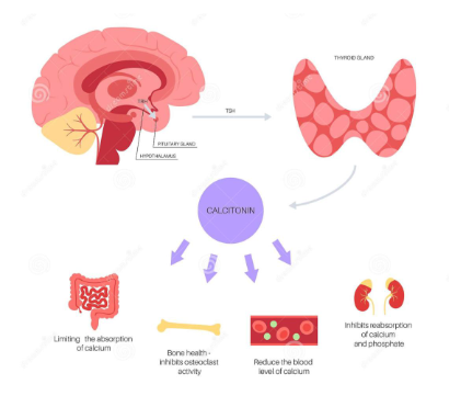 <ul><li><p>Lowers <strong>blood calcium </strong>and <strong>phosphate </strong>levels</p><ul><li><p><strong>Redirects</strong> these <strong>calcium </strong>and <strong>phosphate </strong>into the <strong>bone matrix</strong></p></li></ul></li><li><p>Limits the <strong>absorption </strong>and <strong>reabsorption </strong>of <strong>calcium</strong></p></li><li><p>Inhibits <strong>osteoclast activity </strong>(bone resorption)</p></li></ul><p></p>