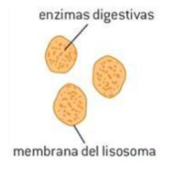 <p>Función: <mark data-color="purple">Digestión</mark></p><ul><li><p>Enzimas digestivas</p></li><li><p>membrana del lisosoma</p></li></ul>
