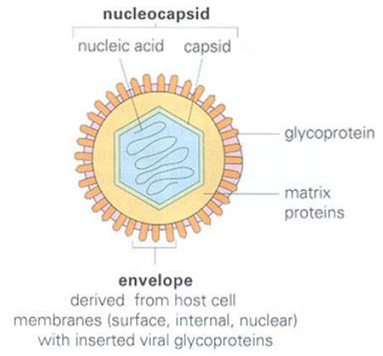 <p>capsid and nucleic acid together</p>