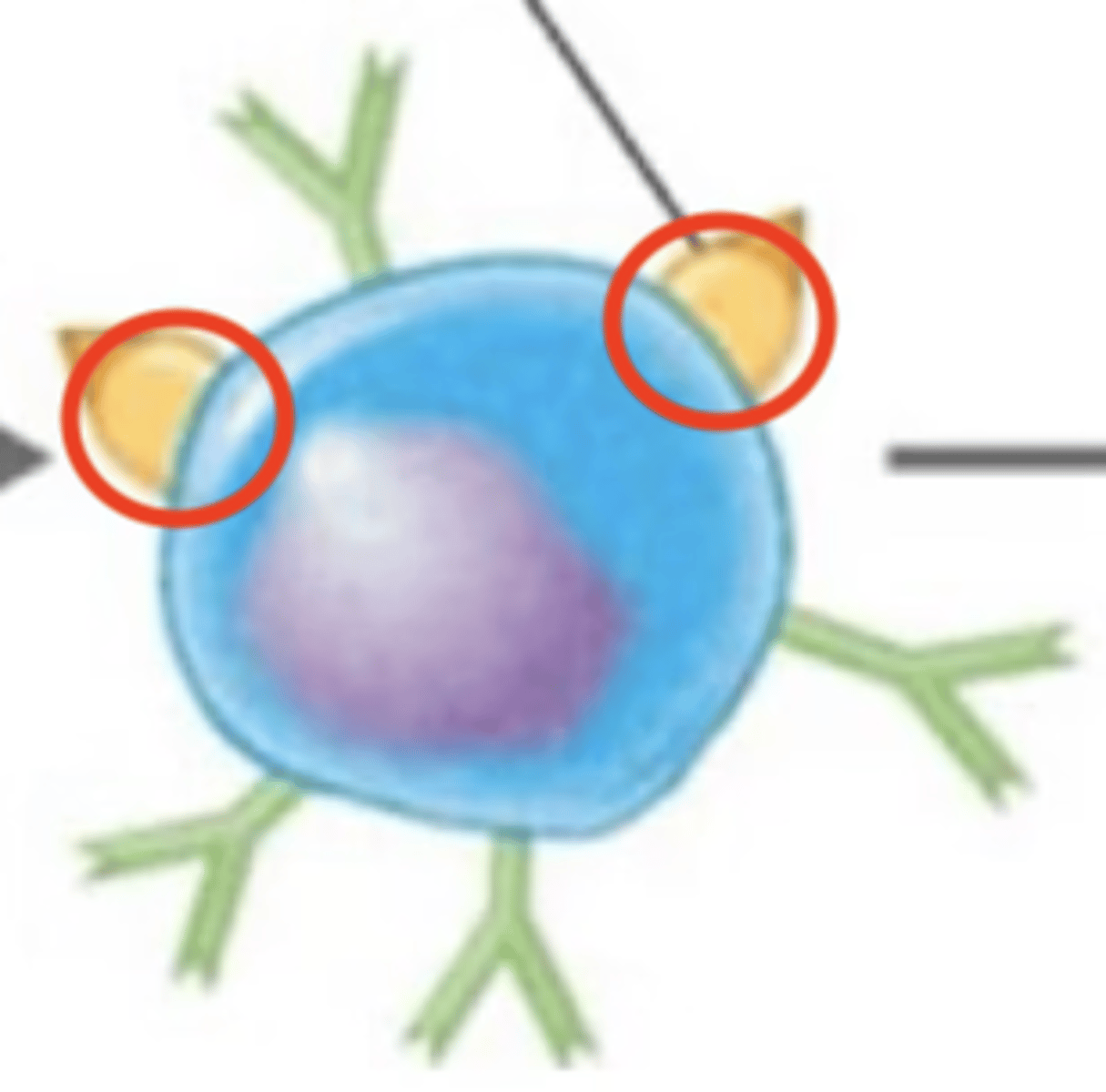 <p>Immunity</p><p>- Receptors on the surfaces of all cells except for erythrocytes</p><p>- Help differentiate between "self" and "non-self"</p><p>- Help reject "foreign" tissue</p><p>- Aka human leukocyte antigens (HLA)</p>