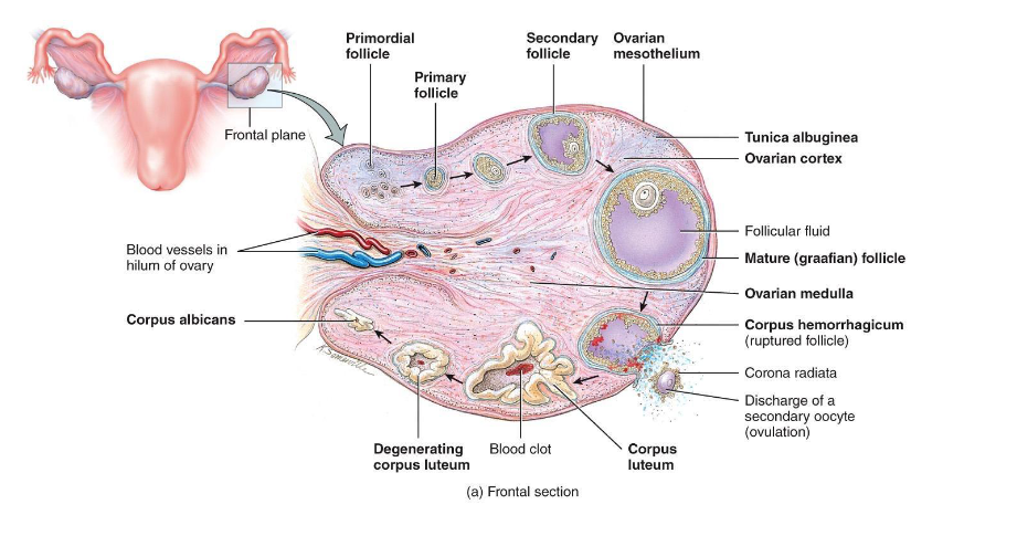<p><span style="color: rgb(0, 0, 0);"><span>• Definition: follicle = oocyte + surrounding support cells<br>• Role: protects, nourishes, and secretes hormones (help it develop)</span></span></p>