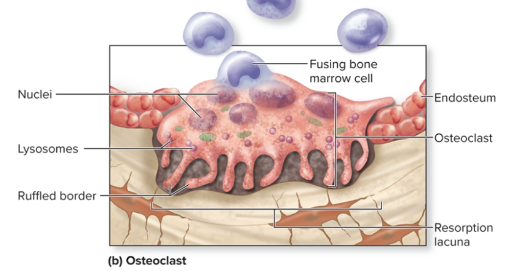 <p>What are osteoclasts in bone?</p>