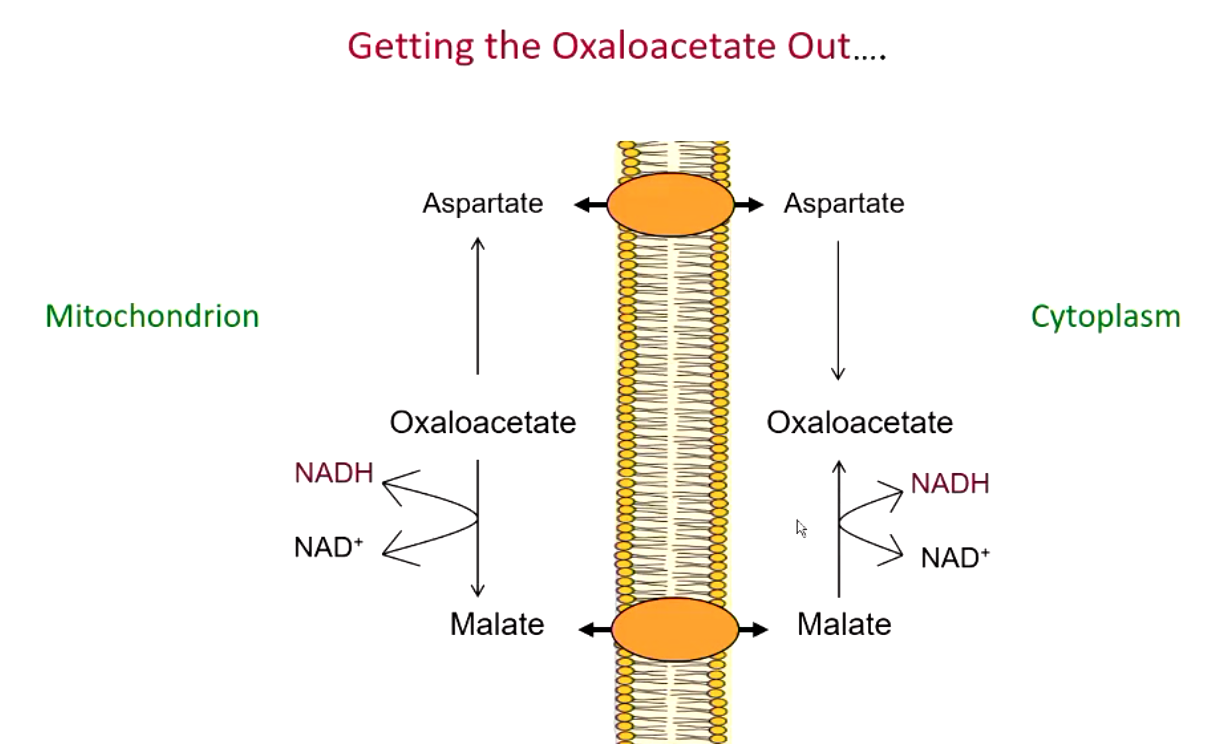 <p>oxaloacetate is converted to aspartate or (more commonly) malate which can cross mitochondrial membrane</p>