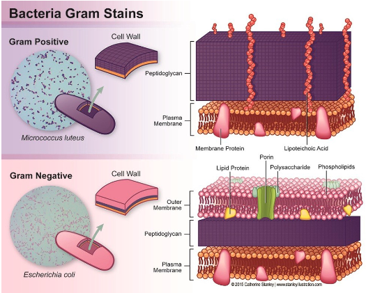 <p>stain that stains some bacteria purple (Gram +) but others pink/red (Gram -)</p>