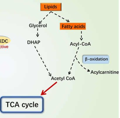 <p>___ is metabolized by glycolysis to pyruvate, ATP and NADH</p>