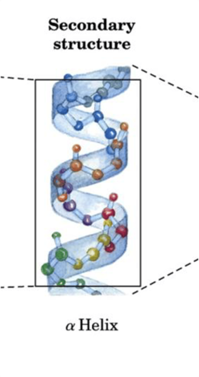 <p>- Arises through hydrogen bonding between carbonyl oxygen and amino hydrogens located on the peptide backbone (main chain)</p><p>- Two most common are alpha helices and beta sheets</p><p>- DOES NOT involve H-bonding of side chains, but the type of secondary structure that's formed can be influenced by side chains</p>