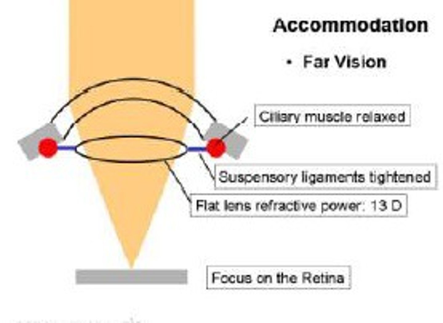 <p>Ciliary muscles relax, suspensory ligaments pull tight, lens is pulled thin and only slightly refracts light rays</p>