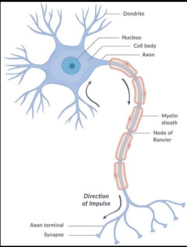 <p> </p><ul><li><p>bushy, branching extensions fo a neurons</p></li></ul><ul><li><p>Receives messages&nbsp;</p></li><li><p>Conduct impulses&nbsp;</p></li><li><p>RECEIVER&nbsp;</p></li></ul><p></p>