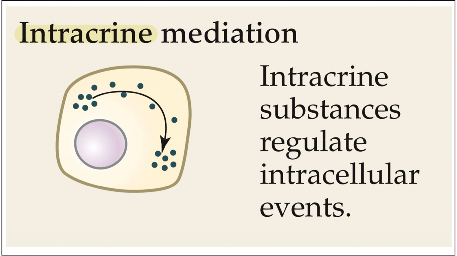 <p>Peptide hormones or growth factors that bind and act inside cells either after internalization by the cells or retention in their cells of synthesis</p>