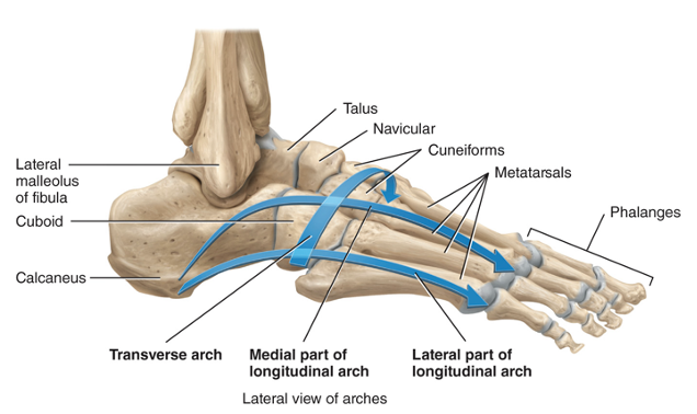 <p>1) the longitudinal arch which is made up of a medial and a lateral portion and 2) the transverse arch. They allow the foot to support the weight of the body, provide leverage while walking, and distribute the body’s weight over the foot. They are supported by ligaments and tendons.</p>