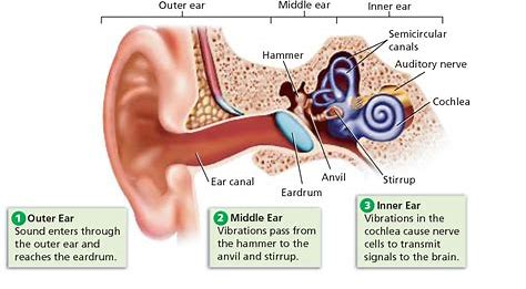 <p><strong>semicircular canals</strong><em> (memorize its location)</em></p>