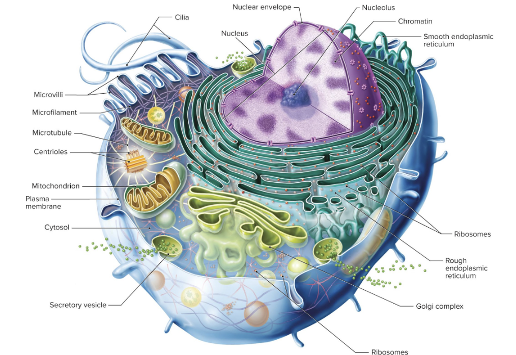 Know the cell structure