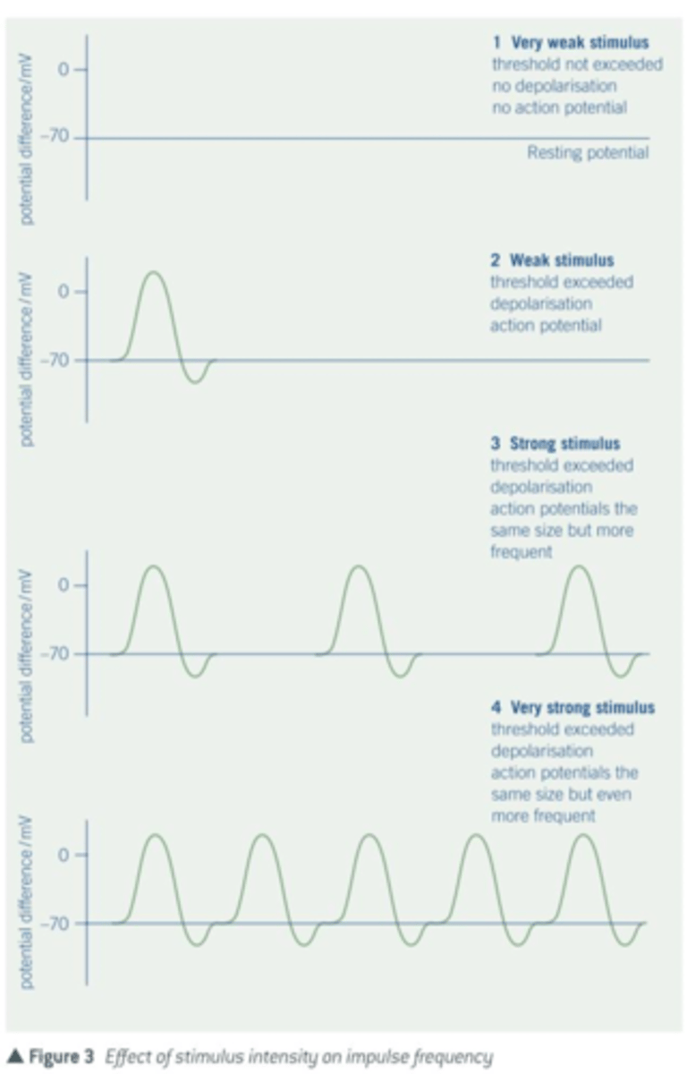 <p>the larger the stimulus, the higher the FREQUENCY of action potentials</p>