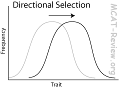 <p>One extreme phenotype provides a fitness benefit, so the average phenotype in the population moves toward that extreme</p>