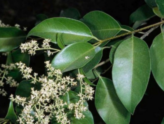 <p>Oleaceae</p>