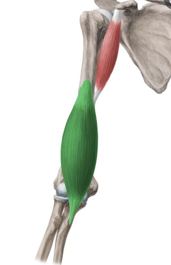 <p>origin : humerus insertion : ulna</p>