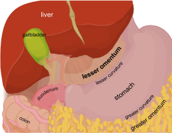 <p>suspends stomach and duodenum from liver</p>