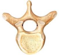 <p>Label this vertebrae</p>
