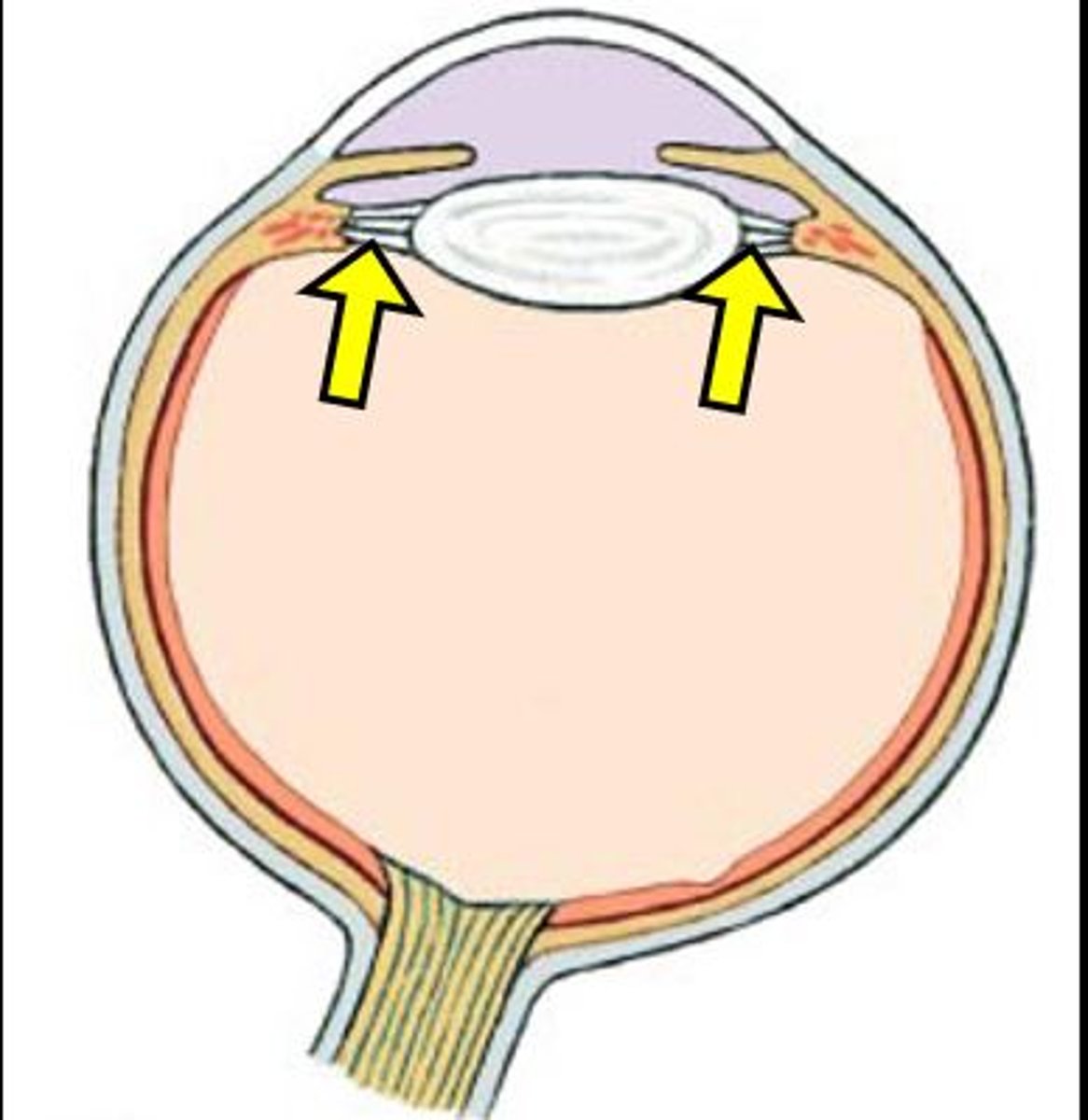 <p>Ligaments that connect the lens and the iris</p>