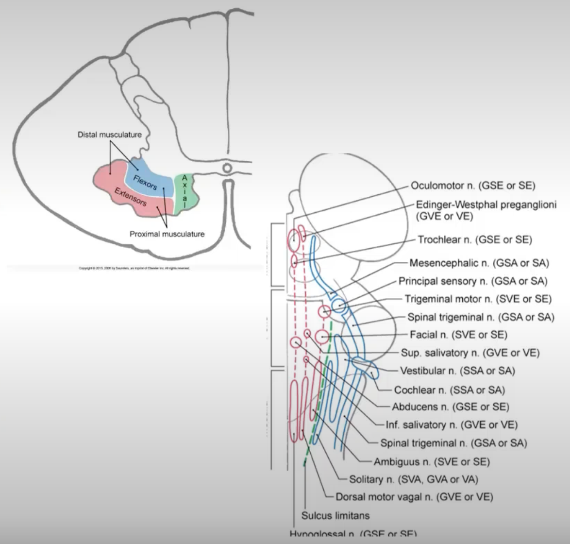 <ul><li><p><u>skeletal muscle- final motor pathway</u></p></li><li><p>activity of LMN influenced/modulated by 2 sources:</p><ul><li><p><u>descending control</u></p></li><li><p><strong><u>***peripheral sensory input</u></strong></p><ul><li><p>***<strong><u>what is the role of peripheral sensory input in motor control</u></strong></p><p>== <span><strong><u>providing the nervous system with information about the body’s position and the environment</u></strong>, allowing for <strong><u>accurate and coordinated movements</u></strong>; this <strong><u>feedback loop enables the brain to adjust and refine motor commands, leading to efficient and effective movement</u></strong></span></p></li></ul></li></ul></li><li><p><u>neuromuscular junction</u></p></li></ul><p></p>
