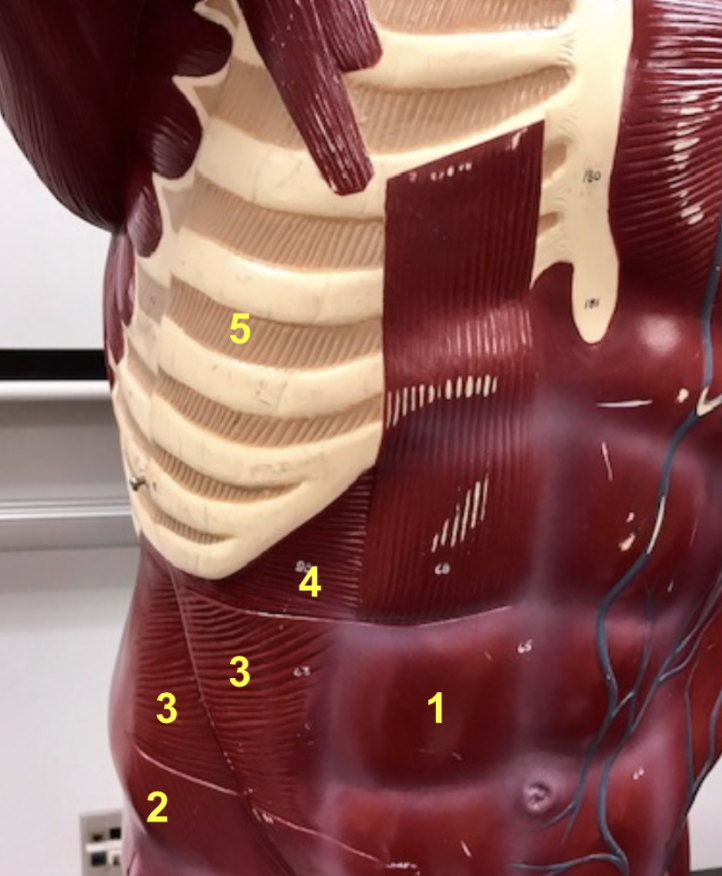 <p><span>What muscle is indicated by 4?</span></p>