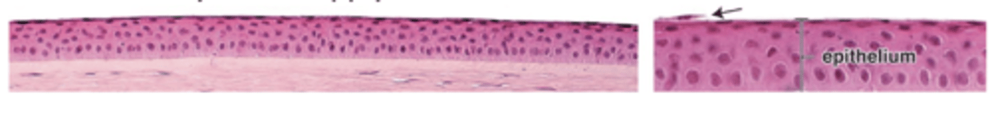 <p>How many cell layers make up the corneal epithelium?</p>