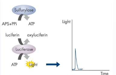 <ul><li><p><span>dNTPs added one at a time—if the nucleotide is complementary to template at next base, DNA polymerase extends primer</span></p></li><li><p><span>Pyrophosphate (PPi)  is released when phosphodiester bond forms</span></p></li><li><p><span>PPi converted to ATP by <u>sulfurylase</u></span></p></li><li><p><span><u>Luciferase</u> converts luciferin → oxyluciferin</span></p></li><li><p><span>Light released</span></p></li><li><p><span>If nucleotide was not incorporated, it gets degraded by apyrase</span></p></li><li><p><span>Process is repeated</span></p></li></ul><p></p>