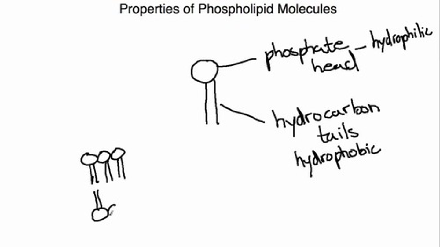 <p>(B) Amphipathic</p><p>A molecule that has both hydrophobic and hydrophillic characteristics, such as a Phospholipid, is said to be Amphipathic.</p>