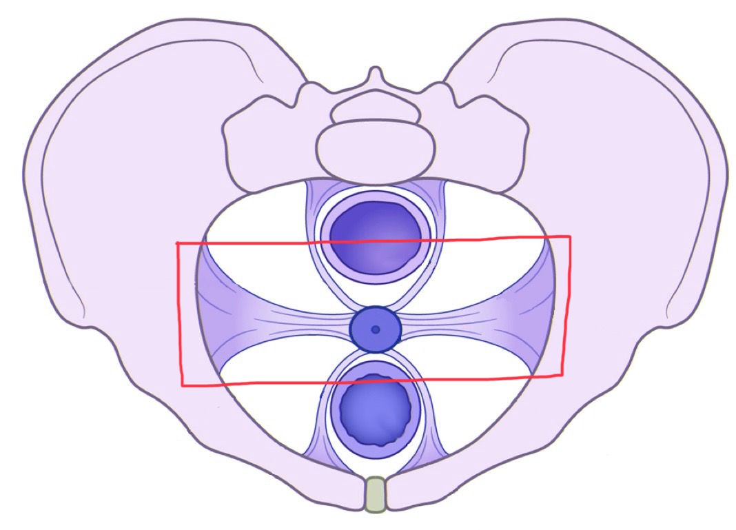 <p>What are these ligaments called?</p>