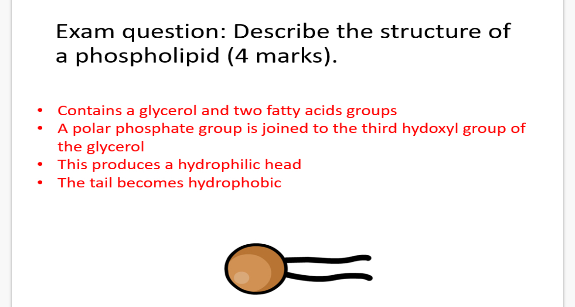 <p>• Contains a glycerol and two fatty acids groups</p><p>• A polar phosphate group is joined to the third hydroxyl group of</p><p>the glycerol</p><p>• This produces a hydrophilic head</p><p>• The tail becomes hydrophobic</p>