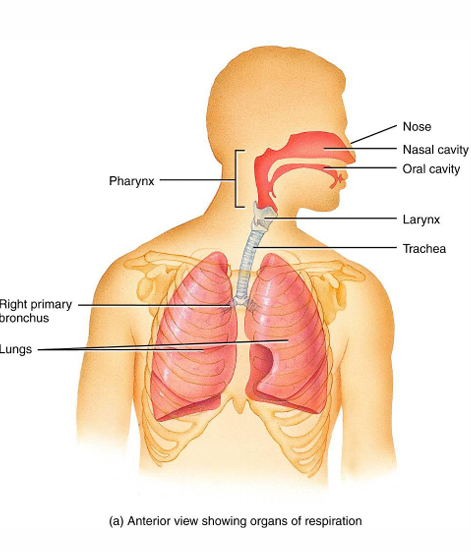 <p>Pharnyx (throat) and larnyx (voice box)</p>