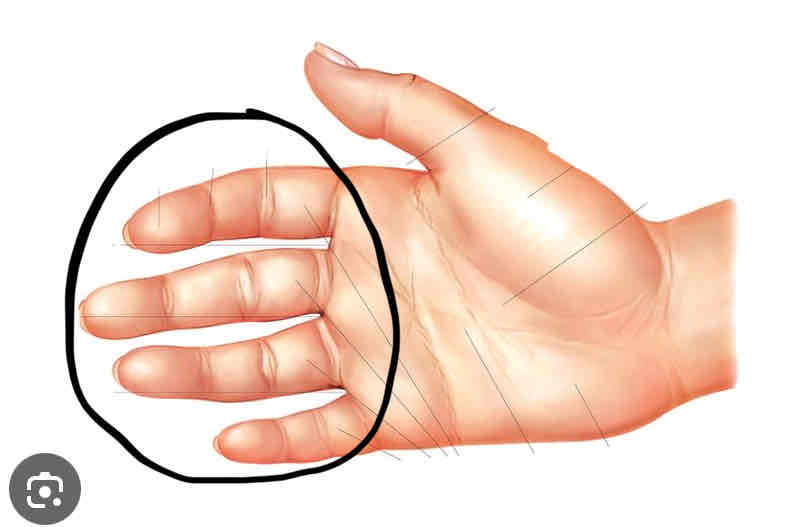 <p><span>The fingers or toes</span></p>