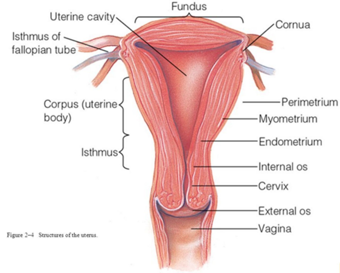 <p>endometrium, myometrium, perimetrium</p>